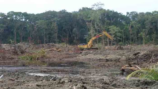 Proposed NSW logging laws value timber over environmental protection: Oisín Sweeney