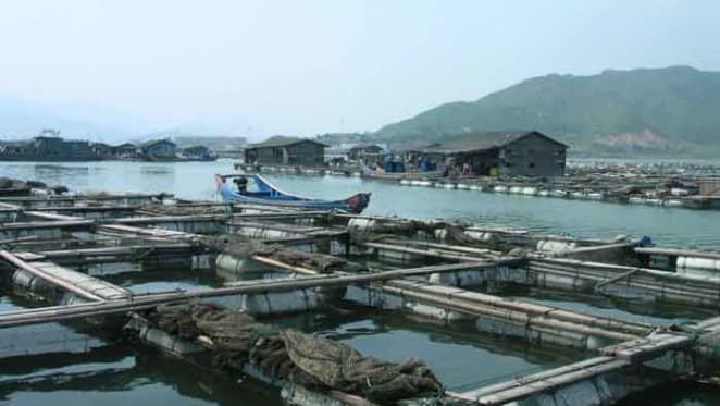 Sustainable aquaculture is possible, with the right science