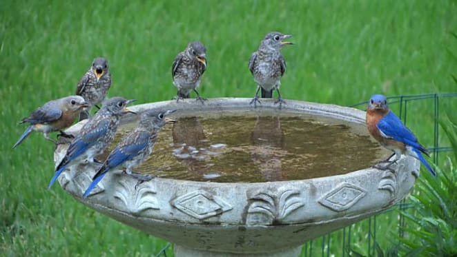 Birdbath, food or water? How to attract your favourite birds to your garden