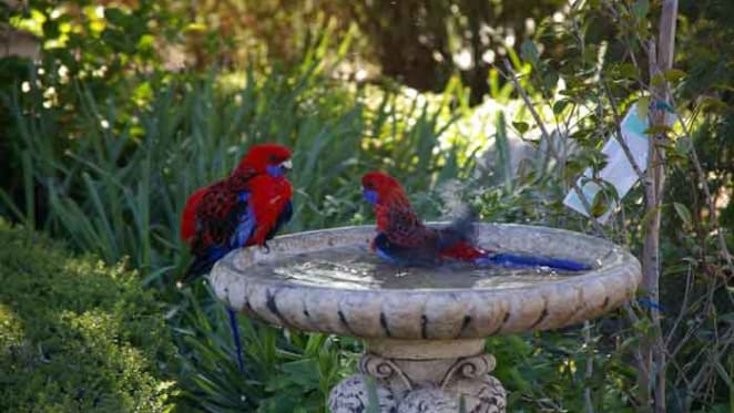 Bath bullies, bacteria and battlegrounds: the secret world of bird baths