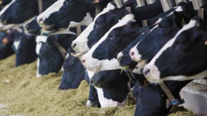 Murray Goulburn and Fonterra are playing chicken with dairy farmers