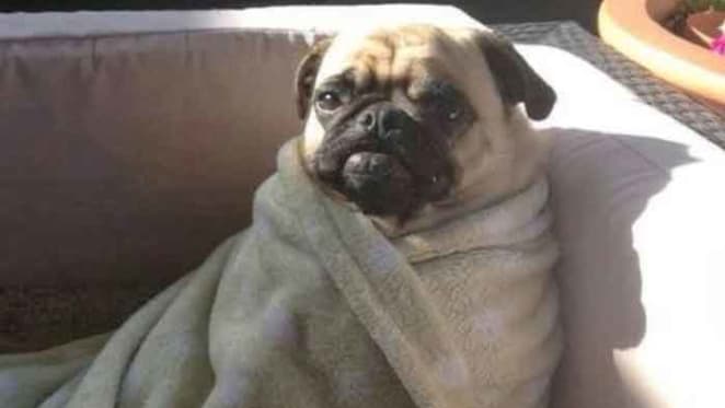 Perhaps landlords should think again, as pet owners suffer rental insecurity