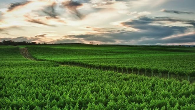 Finniss River Vineyard listed by pioneering Hickinbotham family