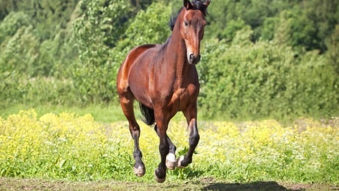 Nathan Tinkler's Patinack Farm horse studs for sale