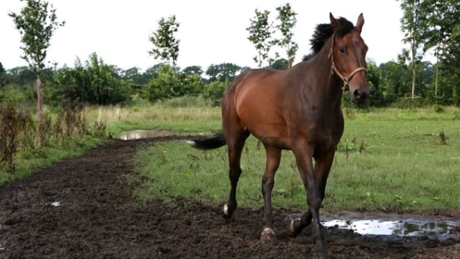 Tinkler finally forced to sell his horse racing empire