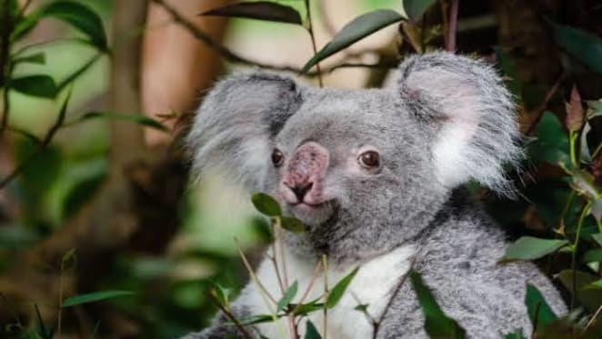 The Blinky Bill effect: when gum trees are cut down, where do the koalas go?