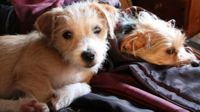 Rent With Pets offers investors a chance to list for free
