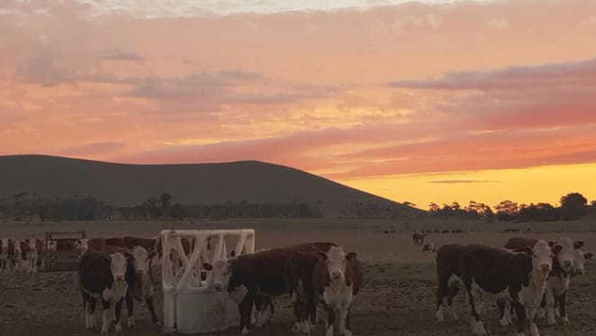 Beveridge cattle farm sells for $200 million