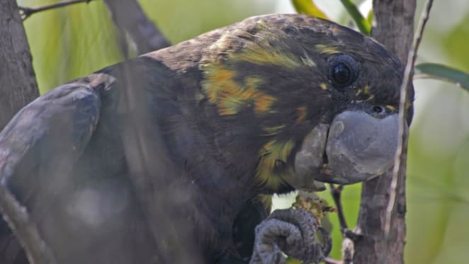 For the first time we’ve looked at every threatened bird in Australia side-by-side