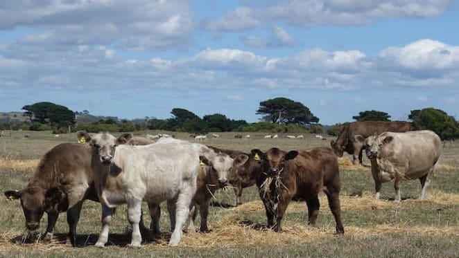 North and North West Queensland grazing property market primed for a make or break 2020: HTW rural