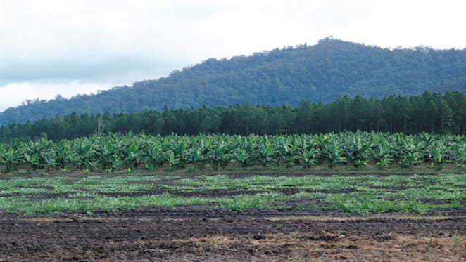 Far North Queensland rural market seen with cautious optimism in 2020: HTW rural