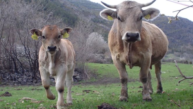 Dairy farmers are being ‘milked dry’, but let’s remember the real cost of milk