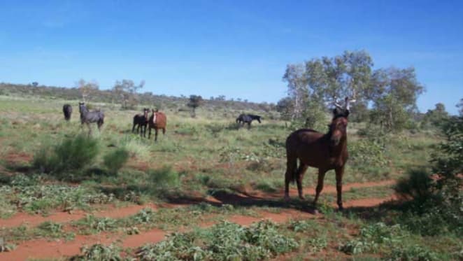 Momentum staying in Northern Territory pastoral market