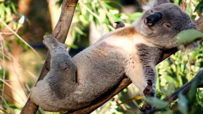 Koalas are feeling the heat, and we need to make some tough choices to save our furry friends