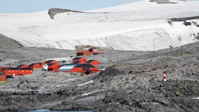 Cows in Antarctica? How one expedition milked them for all their worth