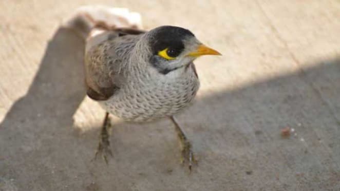 Stop the miner birds: you can help Australia’s birds by planting native gardens