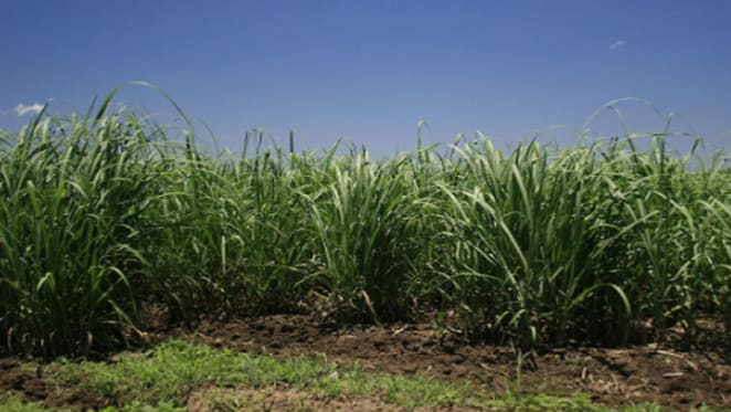 Central Queensland cane farms selling fast due to high sugar prices: HTW