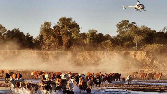 Wollogorang and Wentworth cattle stations sell for $47 million