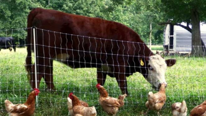 Three charts on Australia's declining taste for beef and growing appetite for chicken