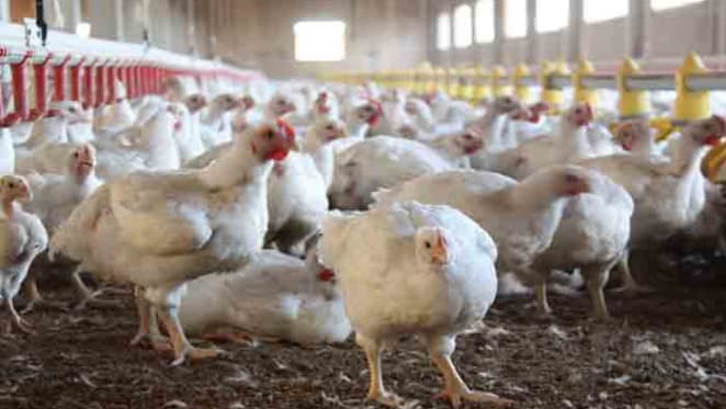 Animal activists v private landowners: what does the law say?
