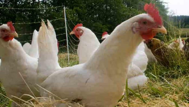 Appetite for poultry driving demand for commercial farms