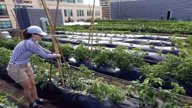 Urban food systems may be just a ‘side dish’ at Habitat III