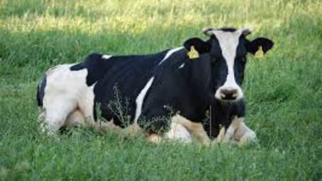 Sacred cow no more: what the proposed changes to negative gearing really mean