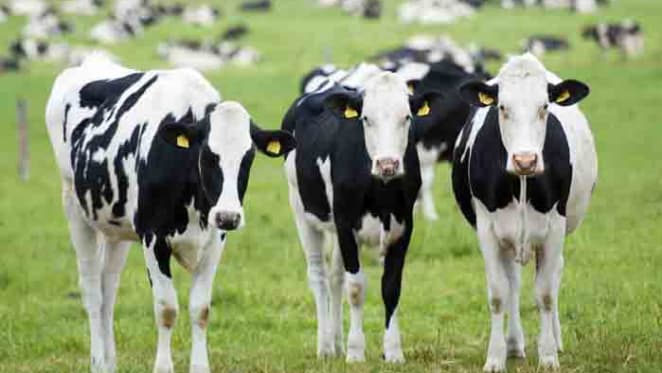 Dairy farmers get $555 million in concessional loans