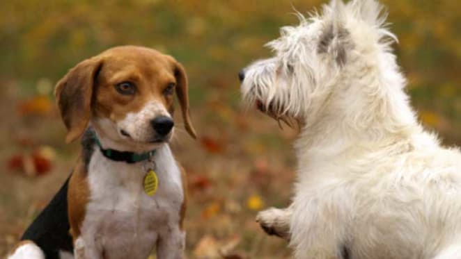 Why pets strengthen neighbourhood ties
