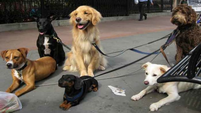 We need a better understanding of how we manage dogs to help them become better urban citizens
