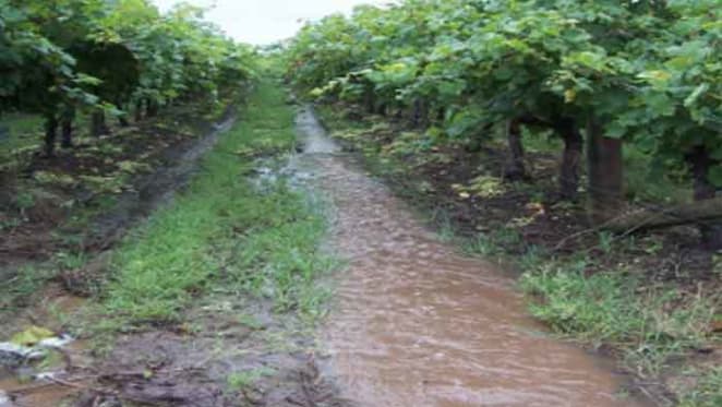 $70 million Menindee Seedless grapes holding for sale in Central Queensland