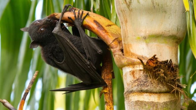 Not in my backyard? How to live alongside flying-foxes in urban Australia