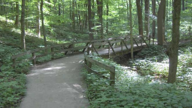 Does higher-density city development leave urban forests out on a limb?