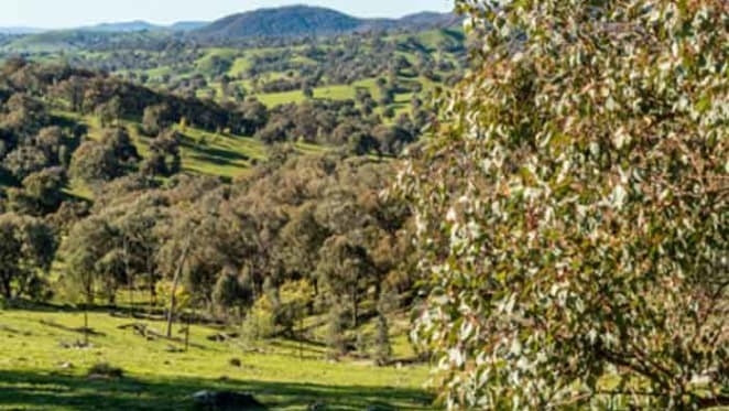 Passing the brumby bill is a backward step for environmental protection in Australia