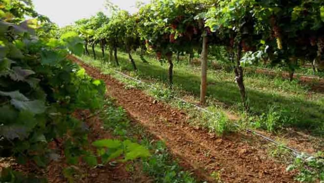 Grape harvest driving activity in Mildura, Sunraysia: HTW