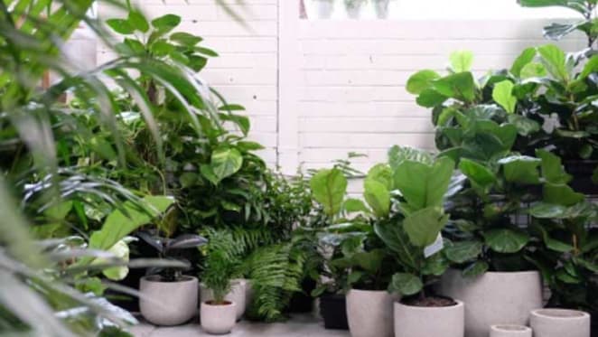 Why apartment dwellers need indoor plants