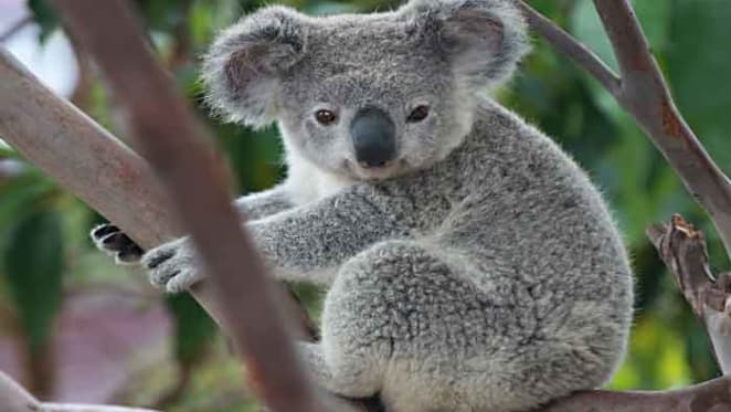 Safe passage: we can help save koalas through urban design