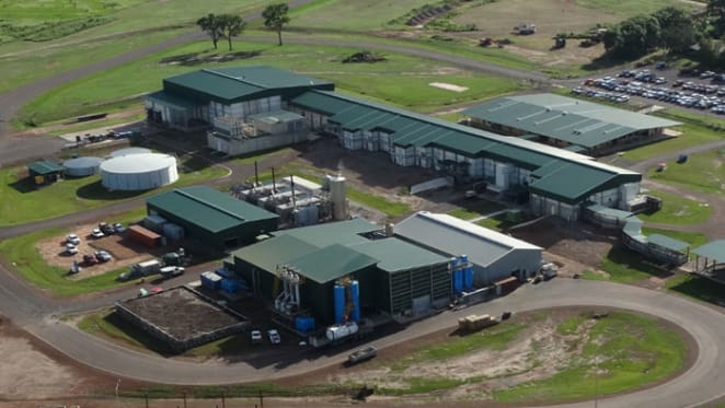 AACo seeks to beef up its branding as Wagyu wins contracts