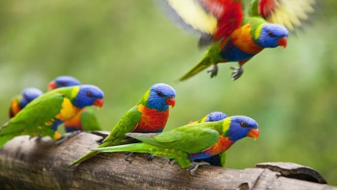 Counting birds sheds new light on our cities: Kerryn Herman