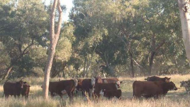 Hewitt Cattle buys two NT pastoral assets for $50 million