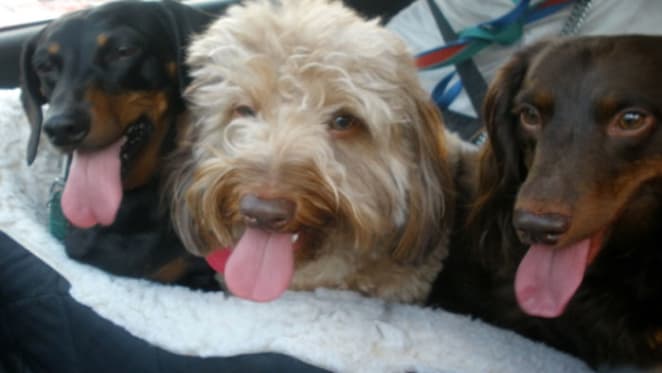 Victorian government pet policy for tenants will trigger higher landlord insurance
