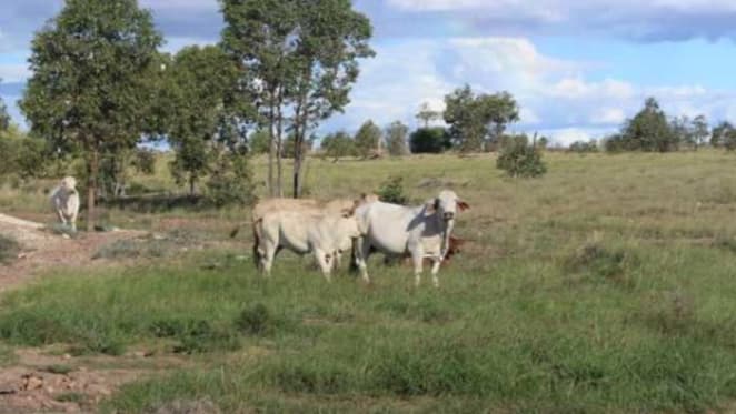 Southern Queensland rural property market on a run: HTW