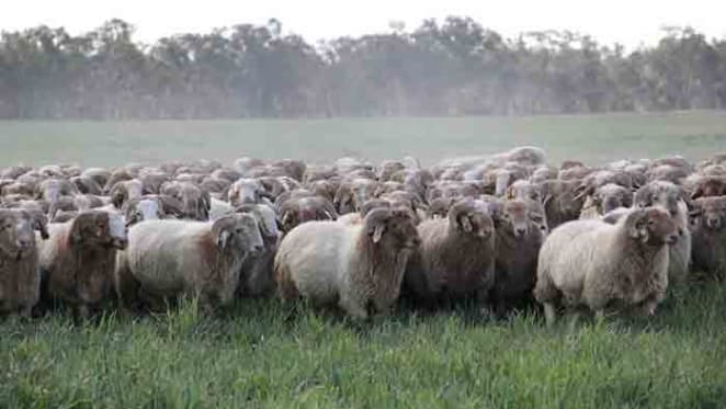 Hassad Australia make another farming loss