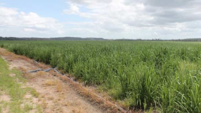 Sugarcane farm at Bundaberg to become macadamia farm after $2 million Bucca sale