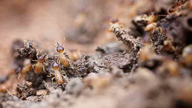 Property 101: Protecting your house from termites