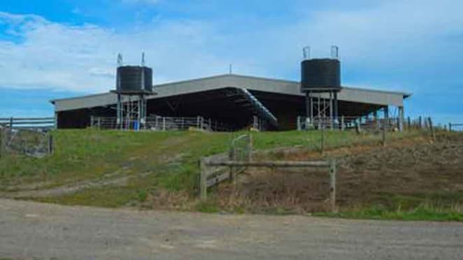 Victorian dairy farmers weathering rural market