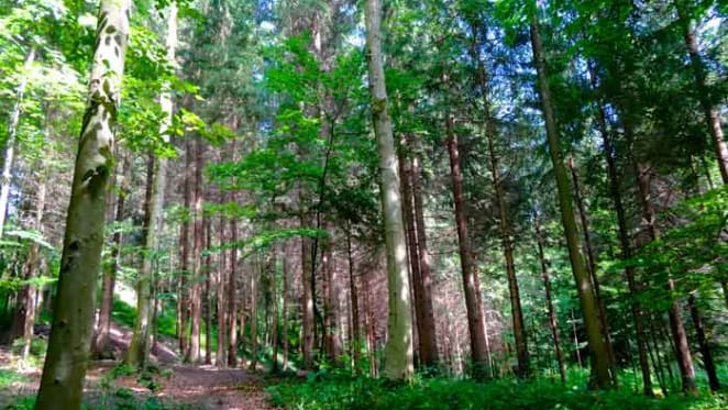 The world’s carbon stores are going up in smoke with vanishing wilderness