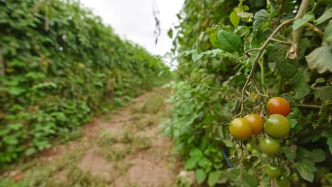 Bringing in backpackers is not the right way to get more workers onto farms