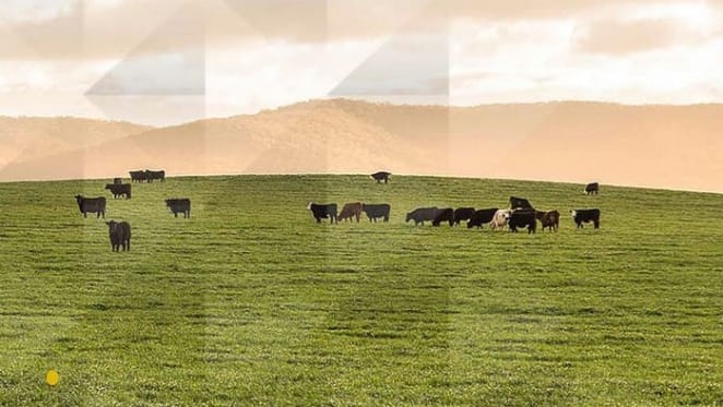 Southern NSW experiencing unusually high rural yields: HTW