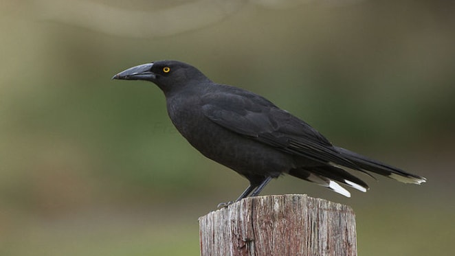 These plants and animals are now flourishing as life creeps back after bushfires